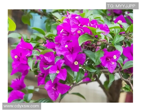 水中庆典：勒沃库森在水底绽放璀璨花朵